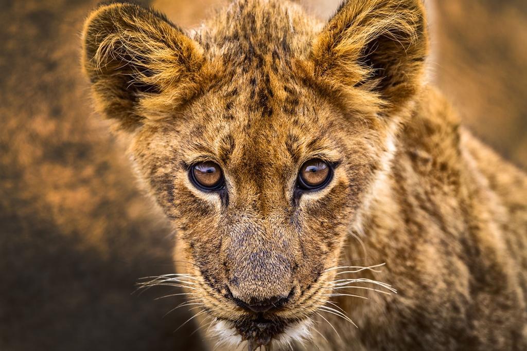 Honeyguide Tented Safari Camp - Khoka Moya Manyeleti vadrezervátum Kültér fotó