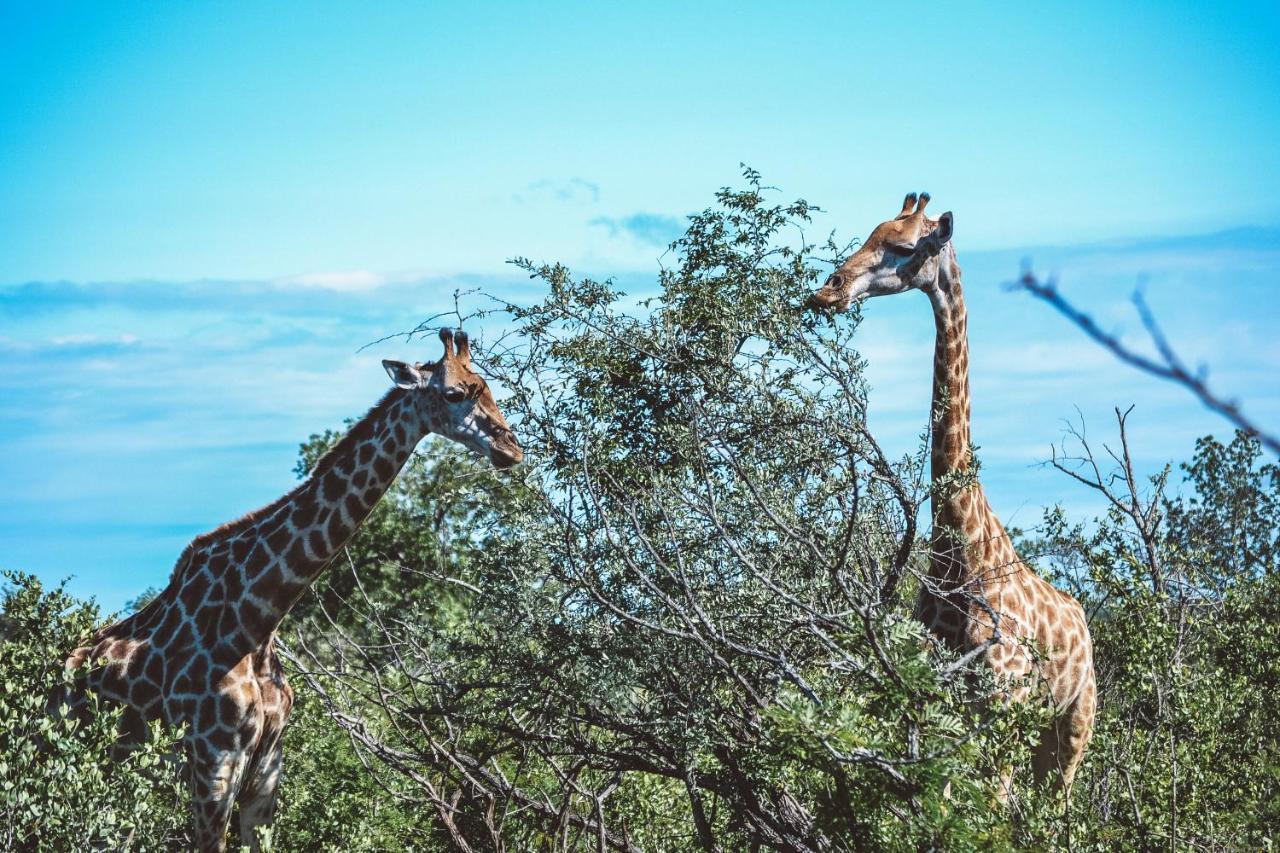 Honeyguide Tented Safari Camp - Khoka Moya Manyeleti vadrezervátum Kültér fotó
