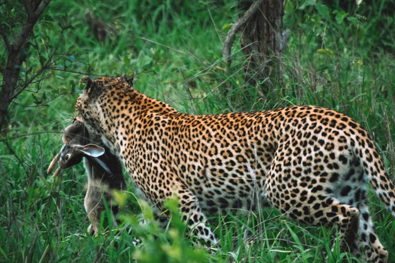 Honeyguide Tented Safari Camp - Khoka Moya Manyeleti vadrezervátum Kültér fotó